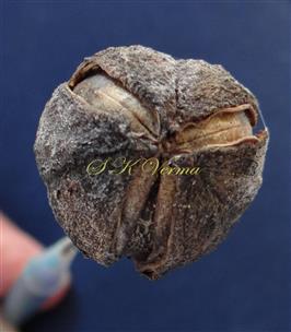  Fruit